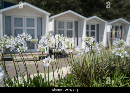 Spiaggia Bianca di capanne con agapanthus bianco giardino di roccia in banchi di sabbia Foto Stock