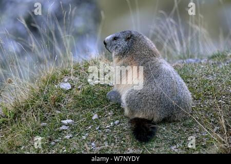 Alpine marmotta (Marmota marmota). Pirenei francesi, Settembre. Foto Stock