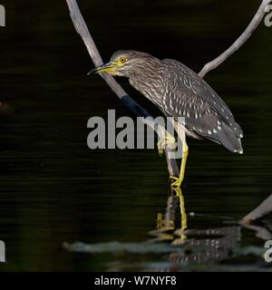 Nitticora (Nycticorax nycticorax) dall'acqua. Gironde, Francia occidentale, Settembre. Foto Stock