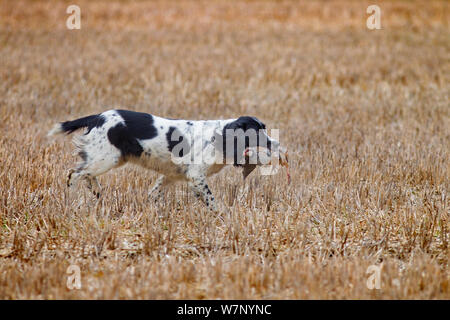 Springer Spaniel recupero shot Fagiano comune (Phasianus colchicus) nel campo di stoppie, Essex, Novembre Foto Stock