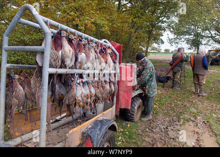 Dead shot fagiani e pernici (Fasianidi) appeso sul carrello durante riprese, Essex, Novembre 2012 Foto Stock