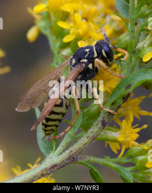 Carta europea wasp (Polistes dominula) di appoggio per tutta la notte su oro (Solidago), Pennsylvania, USA, ottobre Foto Stock