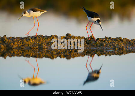 Nero palafitte alato (Himantopus himantopus) coppia riflessi nell'acqua sulle saline in Algarve, Portogallo, può Foto Stock