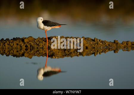 Nero Stilt alato (Himantopus himantopus) di appoggio mentre in piedi su una gamba sola si riflette nell'acqua di sale appartamenti in Algarve, Portogallo, può Foto Stock