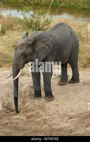 Un elefante giovanile gode di sguazzare con fango, come tanti altri ragazzi