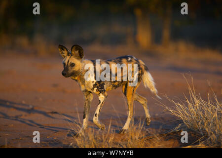 African wild dog (Lycaon pictus) adulto che indossa un collare radio per scopi di ricerca, Venetia Limpopo Riserva Naturale, Sud Africa, Luglio 2009 Foto Stock