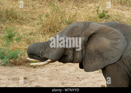 Un bambino elephant acqua potabile da un auto-scavò waterhole Foto Stock