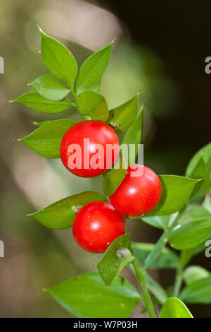 Il pungitopo (Ruscus aculeatus) Bacche, Provincia di Barcellona, Spagna, novembre Foto Stock