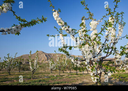 Ciliegio frutteto (Prunus sp)in fiore, Area Montllober, provincia di Lleida, Spagna, Marzo Foto Stock