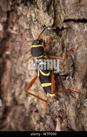 Wasp Beetle (Clytus arietis) una vespa imitare sulla corteccia, Parco Nazionale di Peak District, Derbyshire, Regno Unito. Aprile. Foto Stock