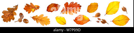 Foglie di autunno e i dadi dall'inglese quercia (Quercus robur) e faggio (Fagus sylvatica), fotografato su uno sfondo bianco. Parco Nazionale di Peak District, Derbyshire, Regno Unito. Ottobre. Foto Stock