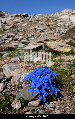 La molla la genziana (Gentiana verna subsp. verna) fioritura sul versante della Valle d'Aosta, Monte Rosa massiccio, Pennine, Italia. Luglio. Foto Stock
