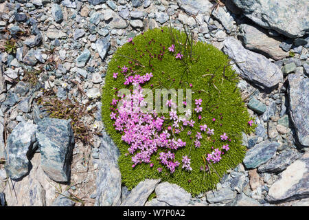 Moss Campion (Silene acaulis) crescente Sul ghiaione a 2800m di altitudine, Valle d'Aosta, Monte Rosa massiccio, Pennine, Italia. Luglio. Foto Stock