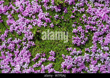 Moss Campion (Silene acaulis) Valle d'Aosta, Monte Rosa massiccio, Pennine, Italia. Luglio. Foto Stock