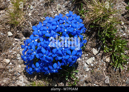La molla la genziana (Gentiana verna) fioritura sul versante della Valle d'Aosta, Monte Rosa massiccio, Pennine, Italia. Luglio. Foto Stock