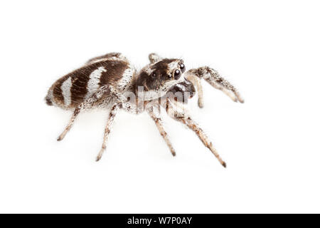 Zebra spider (Salticus scenicus) un membro del jumping spider (Famiglia Salticidae) fotografato su uno sfondo bianco. Valle d'Aosta, Monte Rosa massiccio, Pennine, Italia. Luglio. Foto Stock