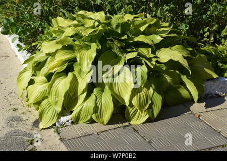 Green Hosta nel giardino estivo. Piante ornamentali Khosta (Funkiya) verde hosta (Hosta plantaginea) Foto Stock