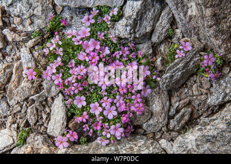 Rocce Alpine Jasmine (Androsace alpina) crescente tra scree a 2800 metri di altitudine nel Parco Nazionale del Gran Paradiso, Valle d'Aosta, Pennine, Italia. Luglio. Foto Stock