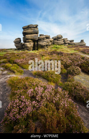 Una macina formazione di rugosità conosciuta come 'Coach e cavalli' sul bordo Derwent, con Heather (Calluna vulgaris) in fiore. Parco Nazionale di Peak District, Derbyshire, Regno Unito. Settembre. Foto Stock