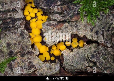 Discoteca limone giallo / tazze fairy fungo (Bisporella citrina) sul marciume del legno di latifoglie, Parco Nazionale di Peak District, Derbyshire, Regno Unito. Ottobre. Foto Stock