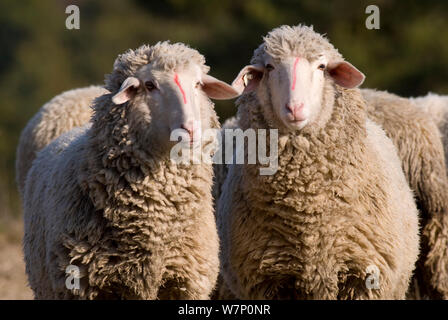 Pecore Merino, Lintlberg, Kelheim county, Baviera, Germania Foto Stock