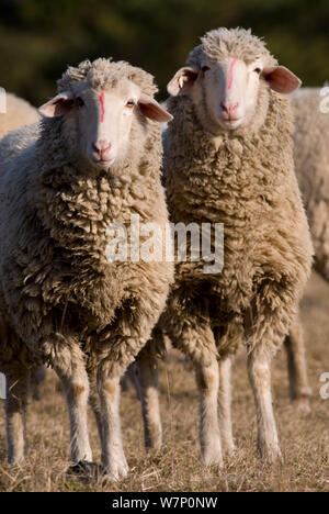 Pecore Merino, Lintlberg, Kelheim county, Baviera, Germania Foto Stock