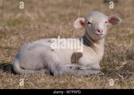 Pecore Merino, agnello, Lintlberg, Kelheim county, Baviera, Germania Foto Stock