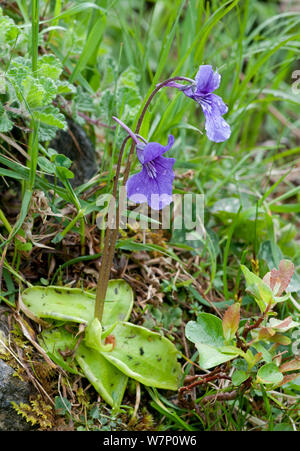 Grande fiore (butterwort Pinguicula grandiflora), Picos de Europa, in Spagna, in giugno. Foto Stock
