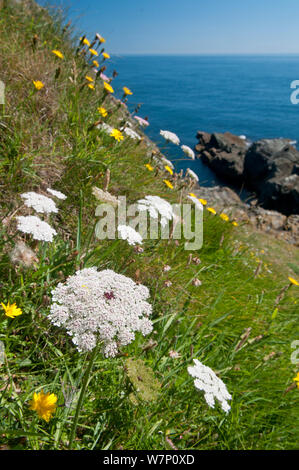 Wild carota (Daucus carota) crescente sulla scogliera, Devon, Inghilterra, Regno Unito, Luglio Foto Stock