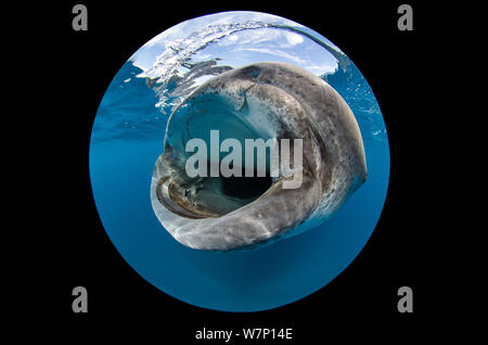 Un extreme close up utilizzando circolare lente fisheye della bocca di uno squalo balena (Rhincodon typus) come si nutre di uova di pesce in superficie, Isla Mujeres, Quintana Roo, la penisola dello Yucatan, Messico, Mar dei Caraibi. Foto Stock
