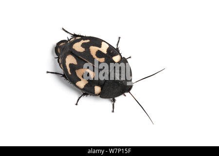 Punto interrogativo scarafaggio (Therea olegrandjeani). Endemica in India. Foto Stock