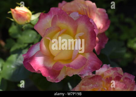 Floribunda, Rose, nobile rose. Giallo e Arancione Rosa piante. Un impianto con modifica colore rose .rose multicolori con sorprendente combinazione og rosso, ye Foto Stock