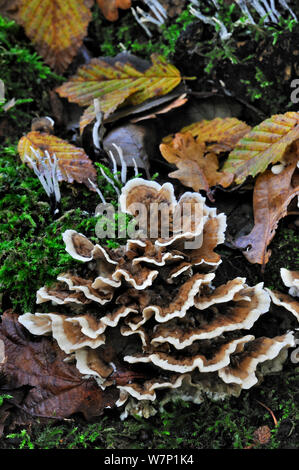 Molte zone polypore staffa (fungo Coriolus versicolor) e fungo Candlesnuff (Xylaria hypoxylon) crescente sul tronco di albero nella foresta di autunno, Belgio, ottobre Foto Stock