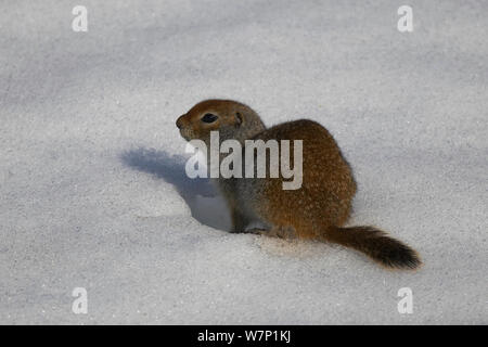 Terra artica scoiattolo (Urocitellus parryii) sulla neve. Hatcher Pass, Alaska, Stati Uniti d'America. Foto Stock