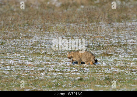 Il gatto selvatico (Felis silvestris) con la preda. Vosges, Francia, ottobre. Foto Stock