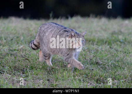 Il gatto selvatico (Felis silvestris). Vosges, Francia, ottobre. Foto Stock