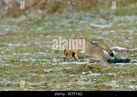 Il gatto selvatico (Felis silvestris) spolvero, caccia. Vosges, Francia, ottobre. Foto Stock