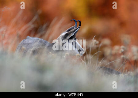 Il camoscio (Rupicapra rupicapra). Montagne Vosges, Francia, ottobre. Foto Stock