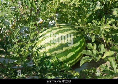 Pianta e frutto di cocomero Foto Stock