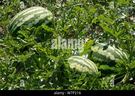 Pianta e frutto di cocomero Foto Stock