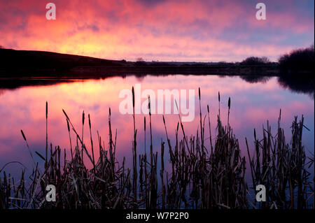 Abbassare la Tamar Lago, colopurful sunrise, riflessioni e canneti, North Cornwall / confine Devon, Regno Unito. Gennaio 2012. Foto Stock