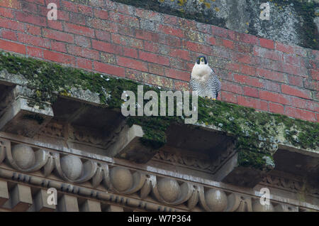 Maschio adulto falco pellegrino (Falco peregrinus) appollaiato su un abbandonato edificio in mattoni, Bristol, Inghilterra, Regno Unito, novembre. Foto Stock