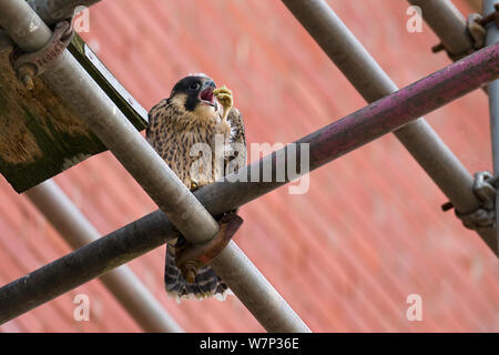 I capretti maschio di falco pellegrino (Falco peregrinus) stretching e preening mentre appollaiato su ponteggi, Bristol, Inghilterra, Regno Unito, Giugno. Foto Stock