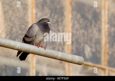 Piccioni selvatici (Columba livia) arroccato sui ponteggi, Bristol, Inghilterra, Regno Unito, Giugno. Foto Stock