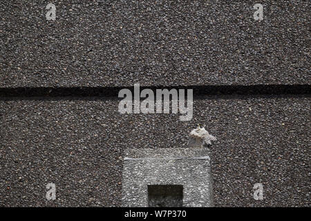 Maschio adulto falco pellegrino (Falco peregrinus) arroccato su un alto edificio, Bristol, Inghilterra, Regno Unito, Giugno. Foto Stock