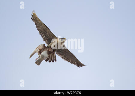 Maschio adulto falco pellegrino (Falco peregrinus) e ritorna al suo nido con piccioni selvatici (Columba livia) preda, Bristol, Inghilterra, Regno Unito, Giugno. Foto Stock