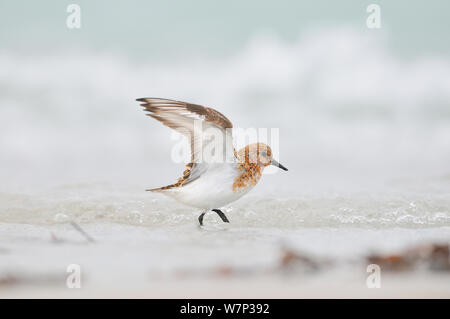 Sanderling (Calidris alba) in allevamento piumaggio, stretching ali sulla spiaggia, Ebridi Esterne, Scozia, Giugno. Foto Stock