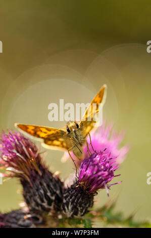 Skipper a scacchi (Carterocephalus palaemon) nectaring su thistle (Cirsium), legno Glasdrum Riserva Naturale Nazionale, vicino a Oban, Argyll, Scozia, Giugno. Foto Stock