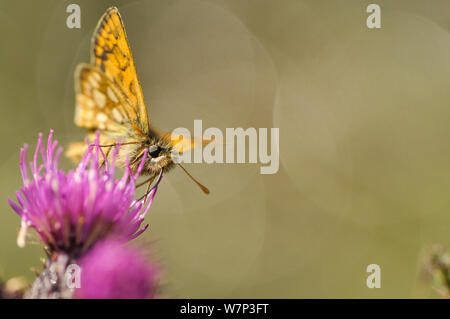 Skipper a scacchi (Carterocephalus palaemon) nectaring su thistle (Cirsium), legno Glasdrum Riserva Naturale Nazionale, vicino a Oban, Argyll, Scozia, Giugno. Foto Stock