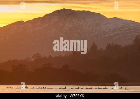 Whooper cigni (Cygnus cygnus) riuniti al tramonto sul Loch Insh, Cairngorms National Park, Scozia, febbraio. Lo sapevate che: Whooper cigni è in grado di resistere a temperature di -40C mentre la migrazione. Foto Stock